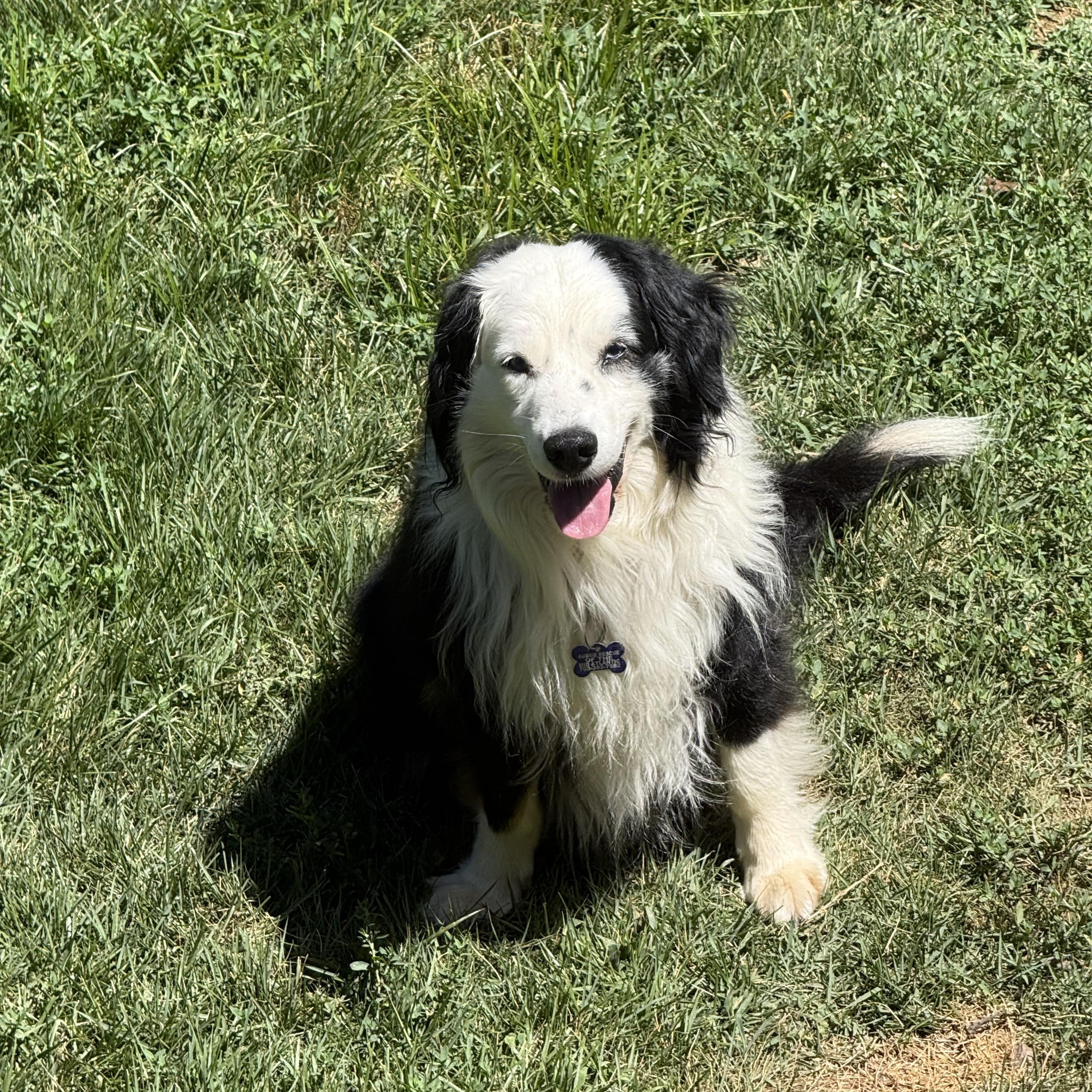 Rand, a ADOPTABLE Australian Shepherd in Alexandria, VA image 1/3
