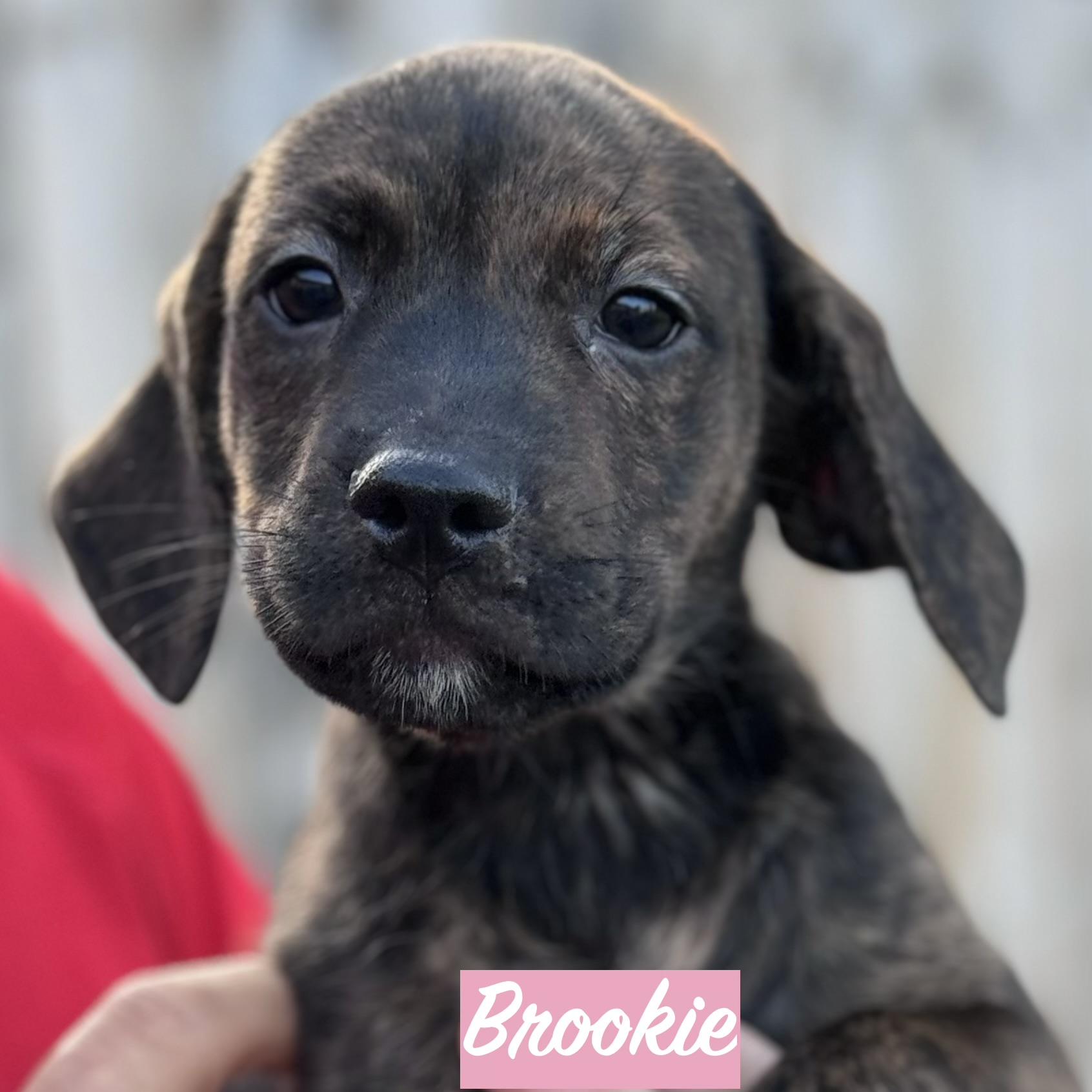 .BROOKIE, Adopted, Puppy Female Boxer & Pit Bull Terrier.