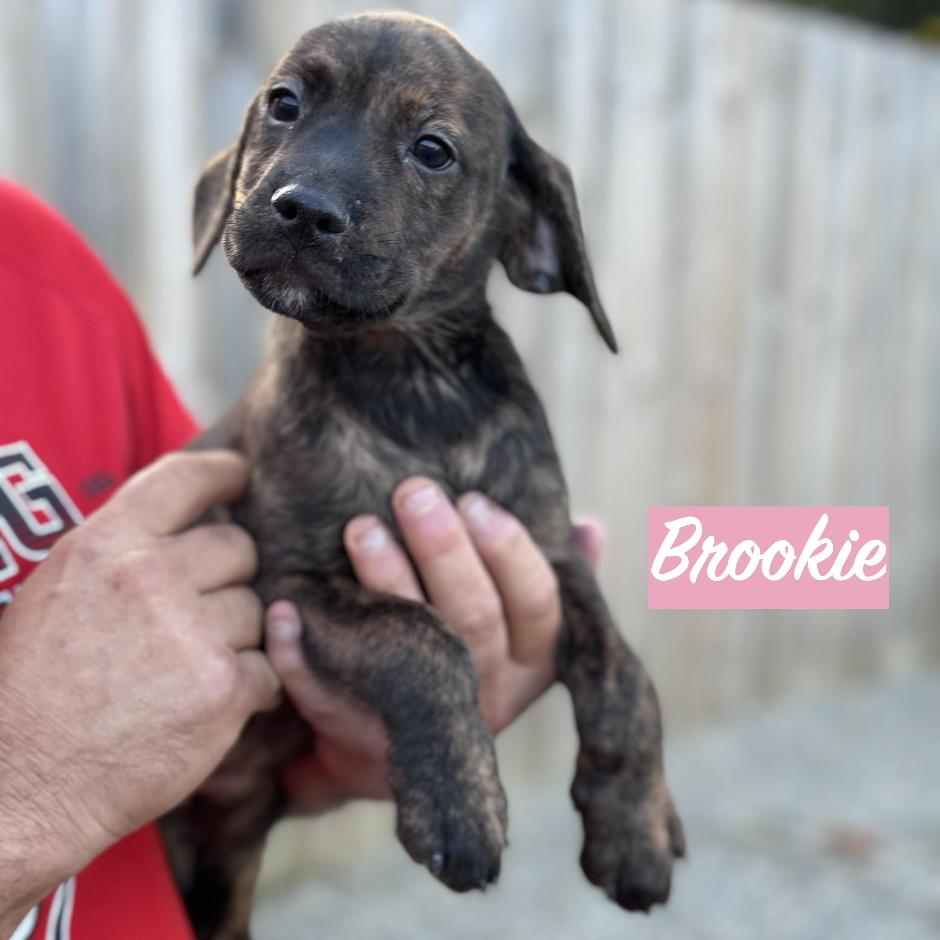 Enlarge .BROOKIE, a Adopted mixed breed in Wilmington, OH image 2/3