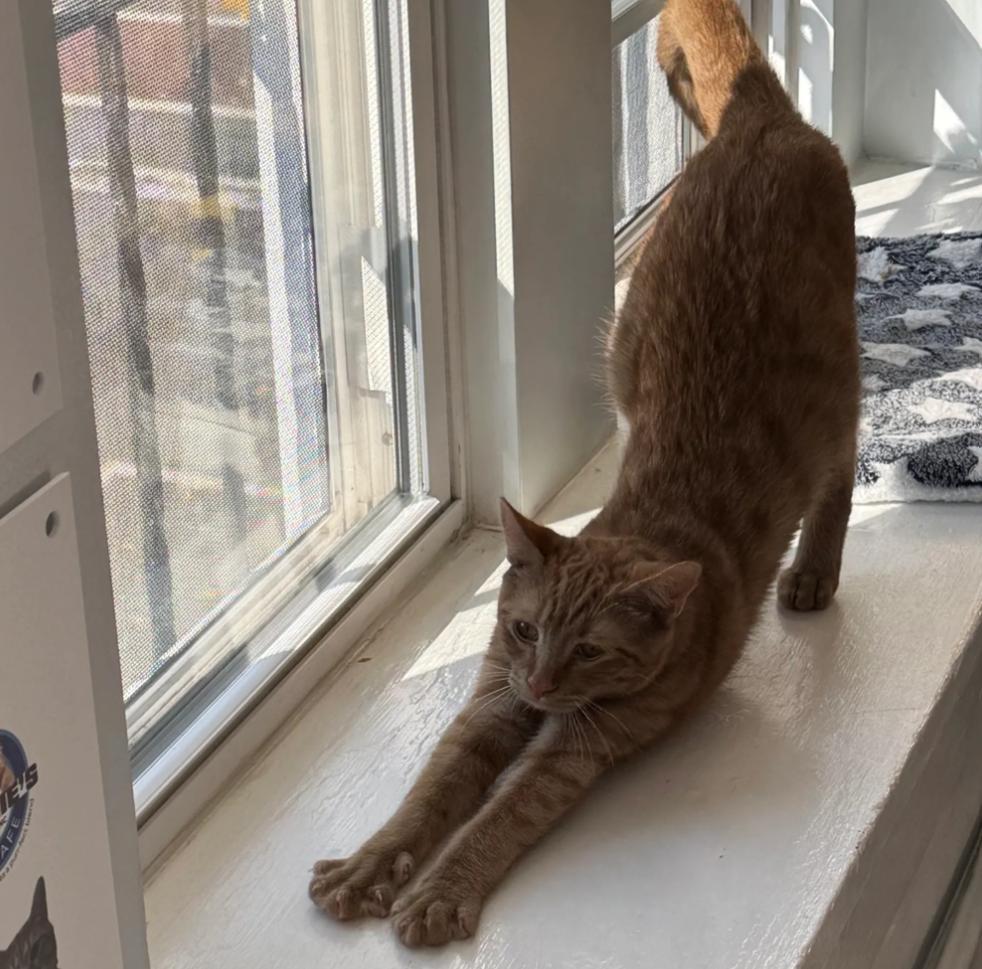 Enlarge Jay, a Adoptable Tabby in Monroe, NC image 1/1
