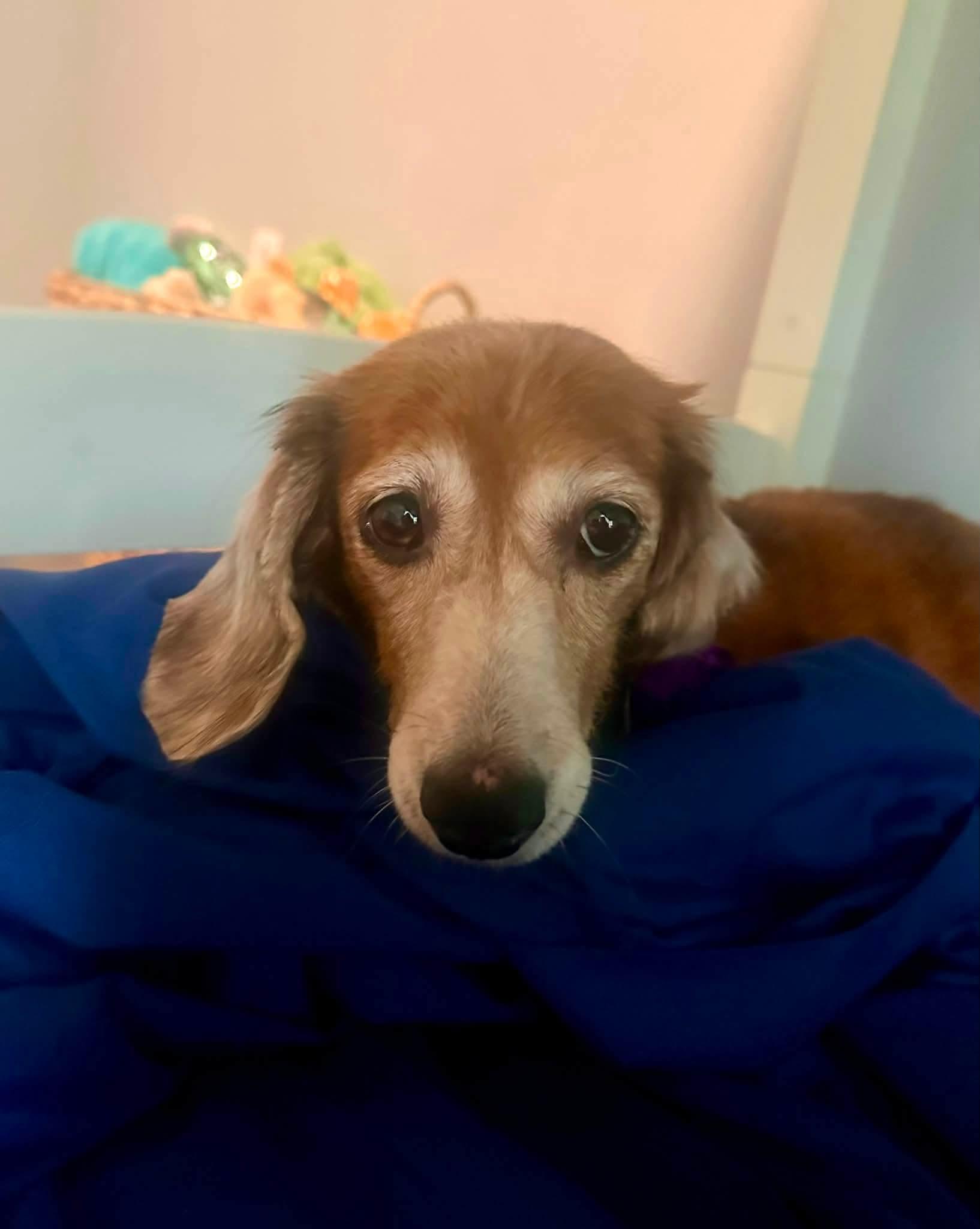Enlarge Thea, a ADOPTABLE Dachshund (Long Haired) in Fort Walton Beach, FL image 3/3