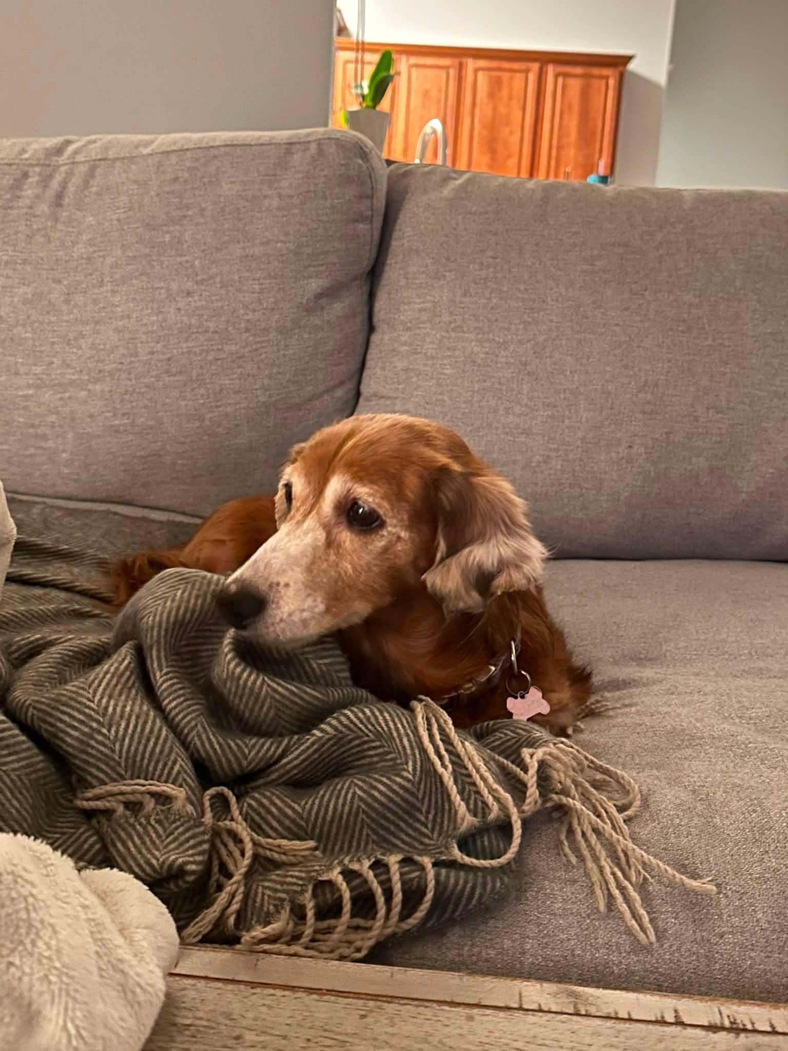 Enlarge Thea, a ADOPTABLE Dachshund (Long Haired) in Fort Walton Beach, FL image 2/3