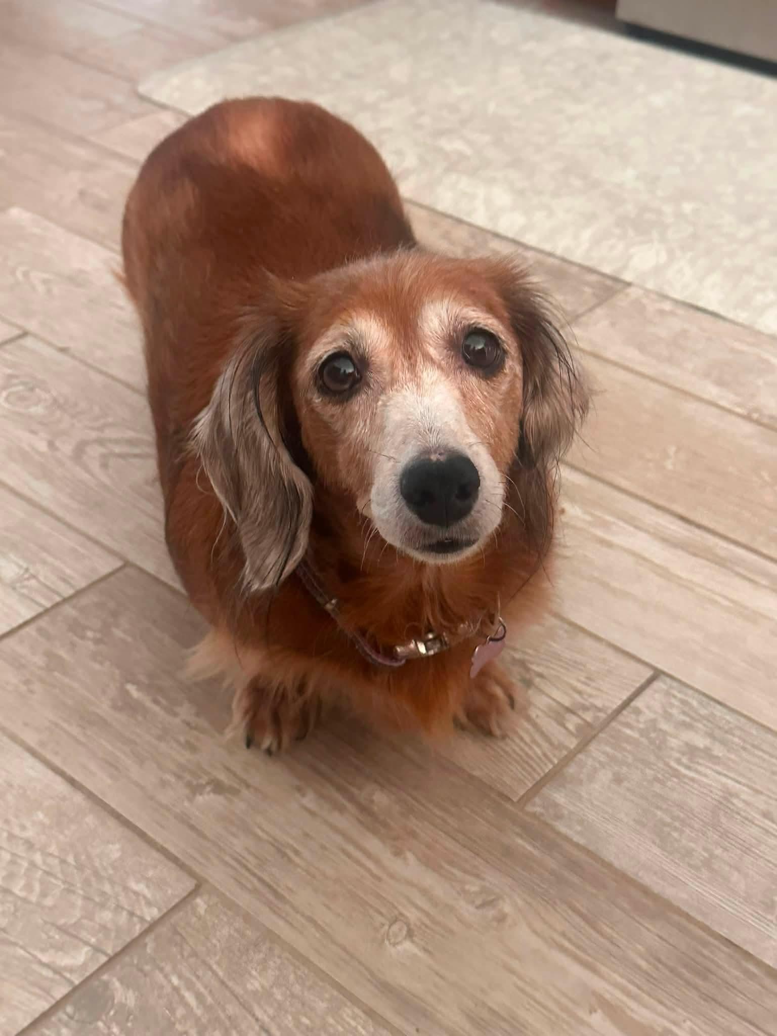 Thea, ADOPTABLE, Senior Female Dachshund (Long Haired).