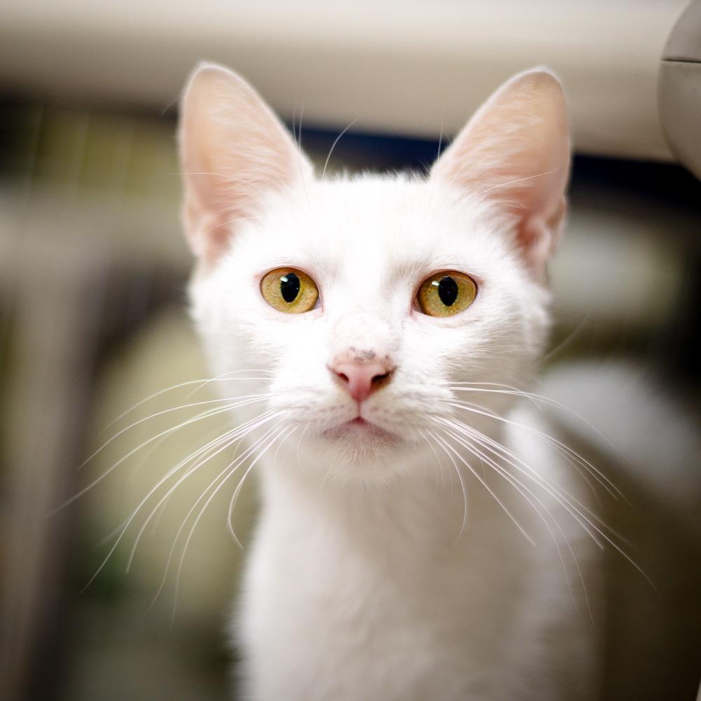 Jasmine, Adopted, Adult Female Domestic Short Hair.