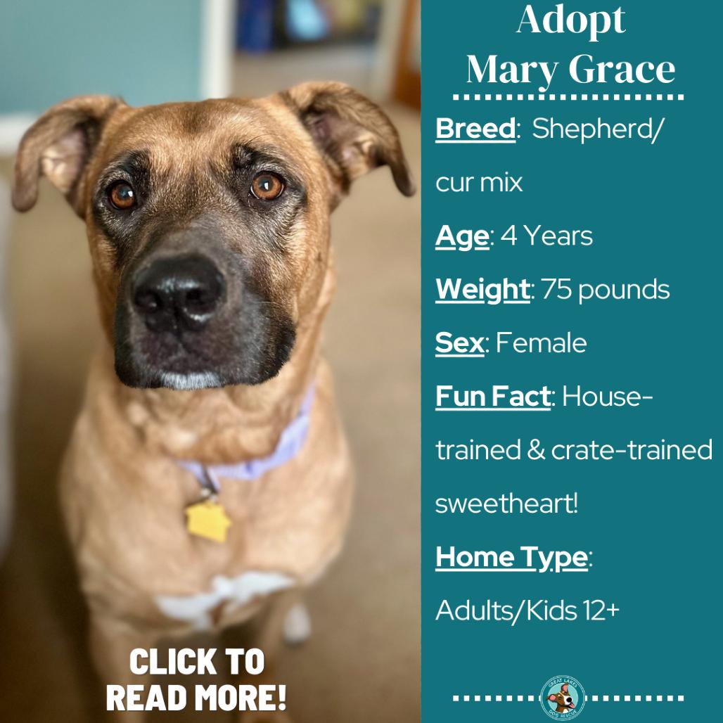 Enlarge Mary Grace, a Adoptable mixed breed in Metamora, MI image 2/6