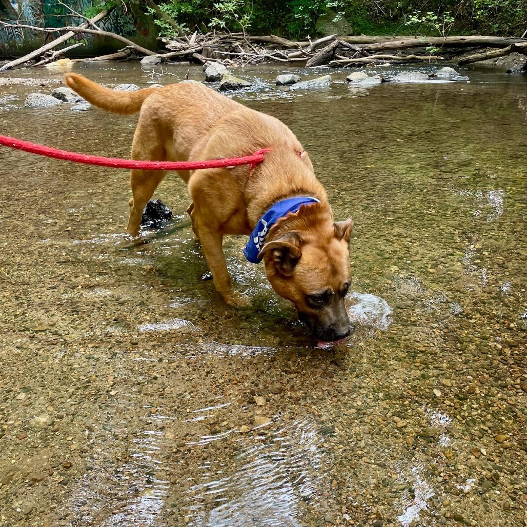 Enlarge Mary Grace, a Adoptable mixed breed in Metamora, MI image 3/6