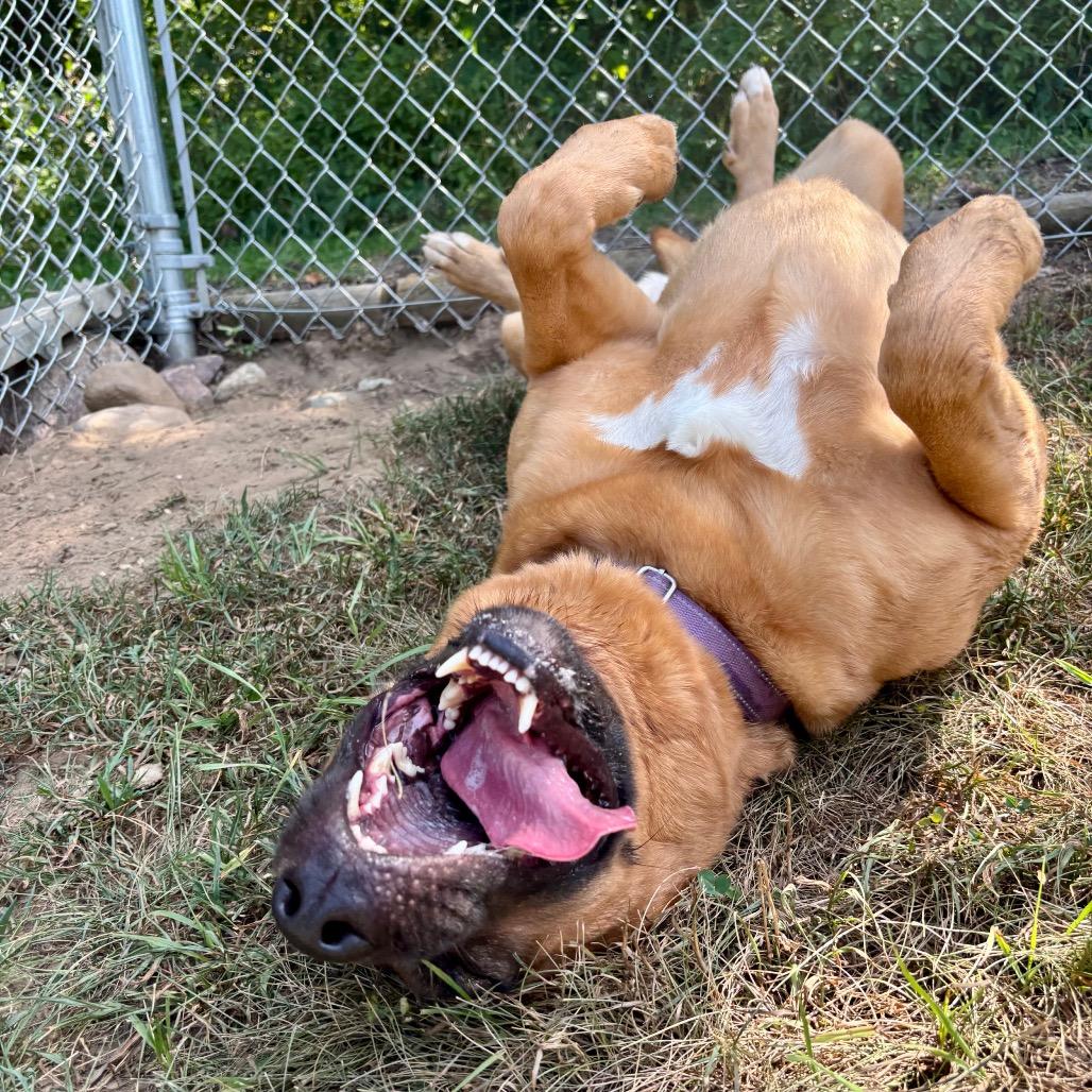 Enlarge Mary Grace, a Adoptable mixed breed in Metamora, MI image 4/6