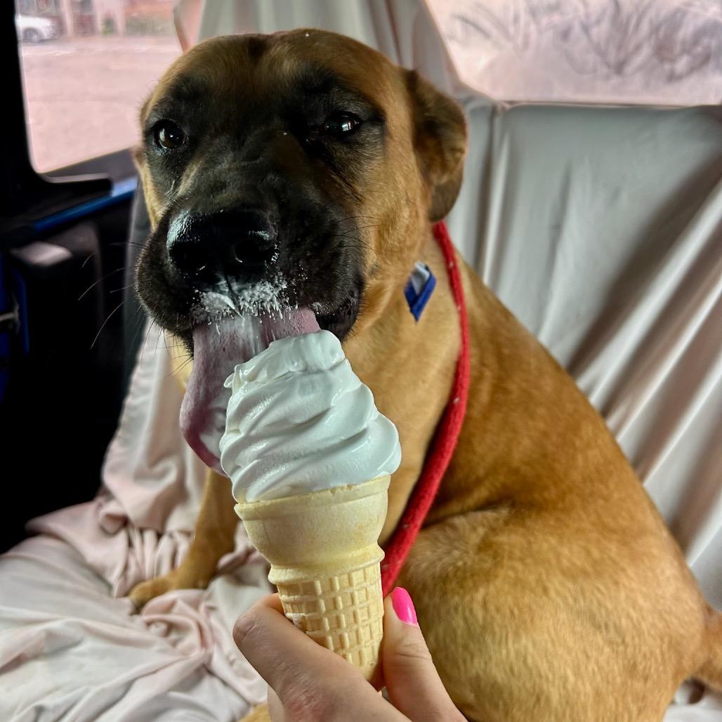 Enlarge Mary Grace, a Adoptable mixed breed in Metamora, MI image 5/6