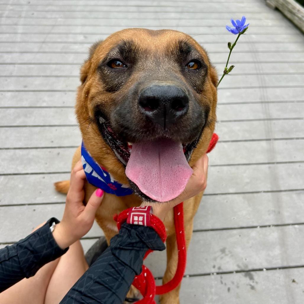 Enlarge Mary Grace, a Adoptable mixed breed in Metamora, MI image 6/6
