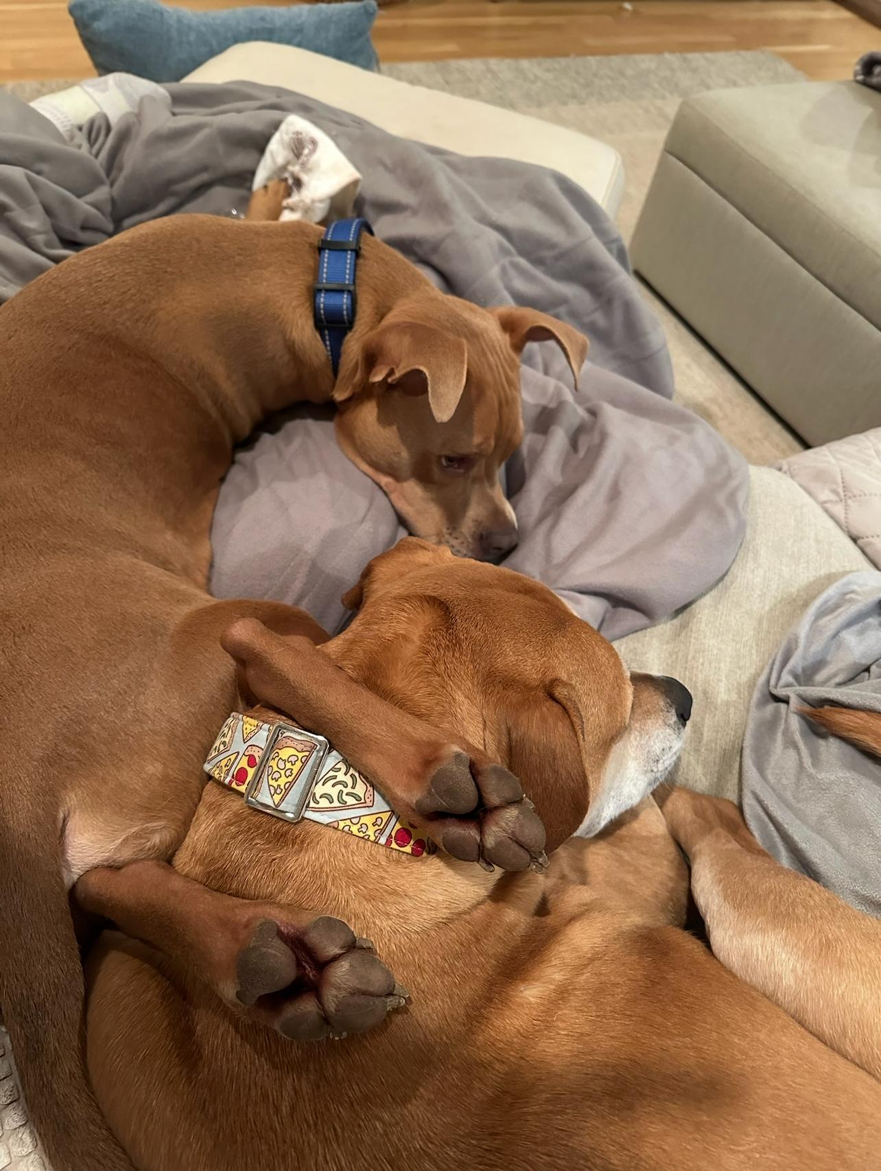 Mookie, a Adopted mixed breed in Ridgewood , NJ image 3/6