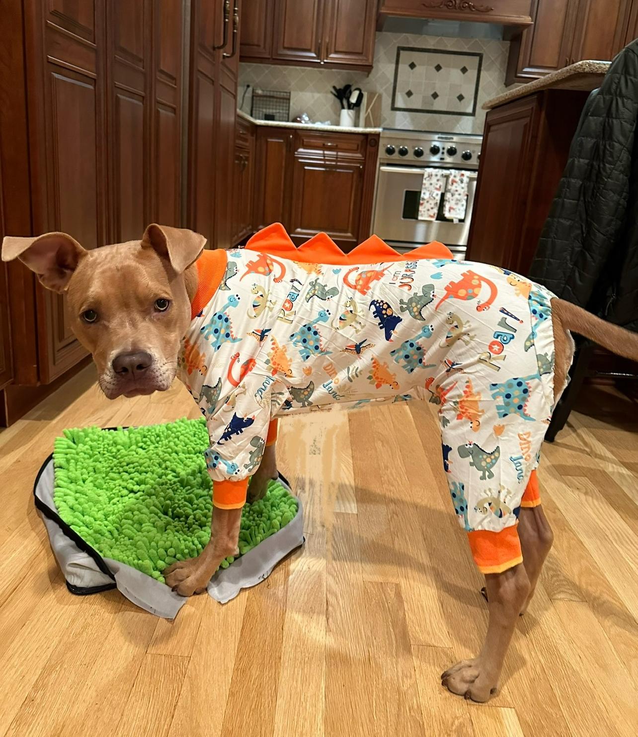 Mookie, a Adopted mixed breed in Ridgewood , NJ image 2/6