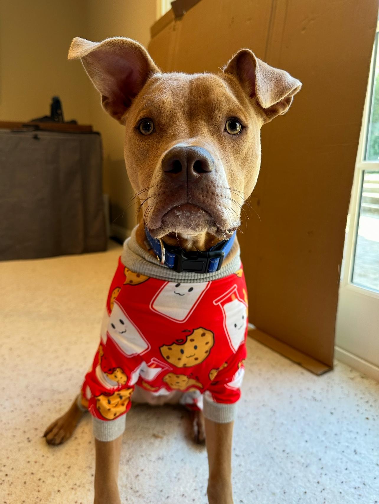 Mookie, a Adopted mixed breed in Ridgewood , NJ image 4/6