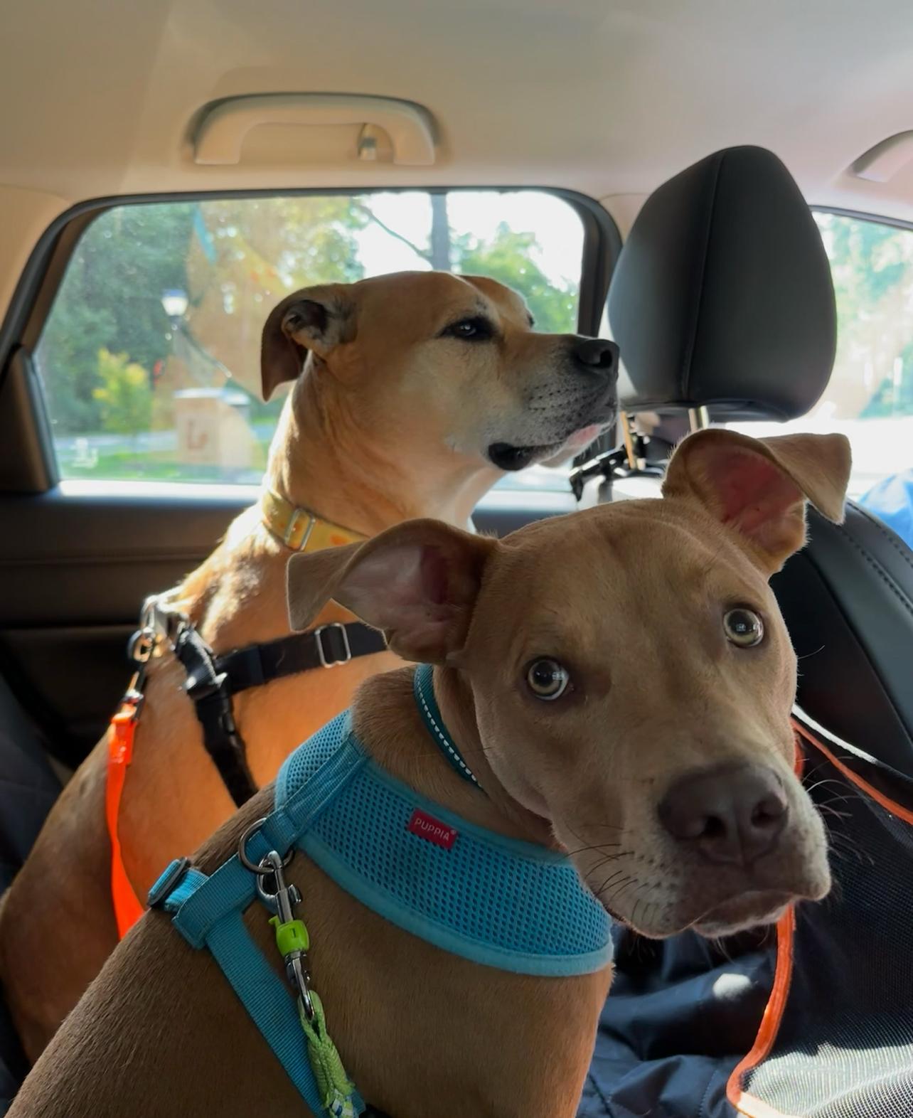 Mookie, a Adopted mixed breed in Ridgewood , NJ image 6/6