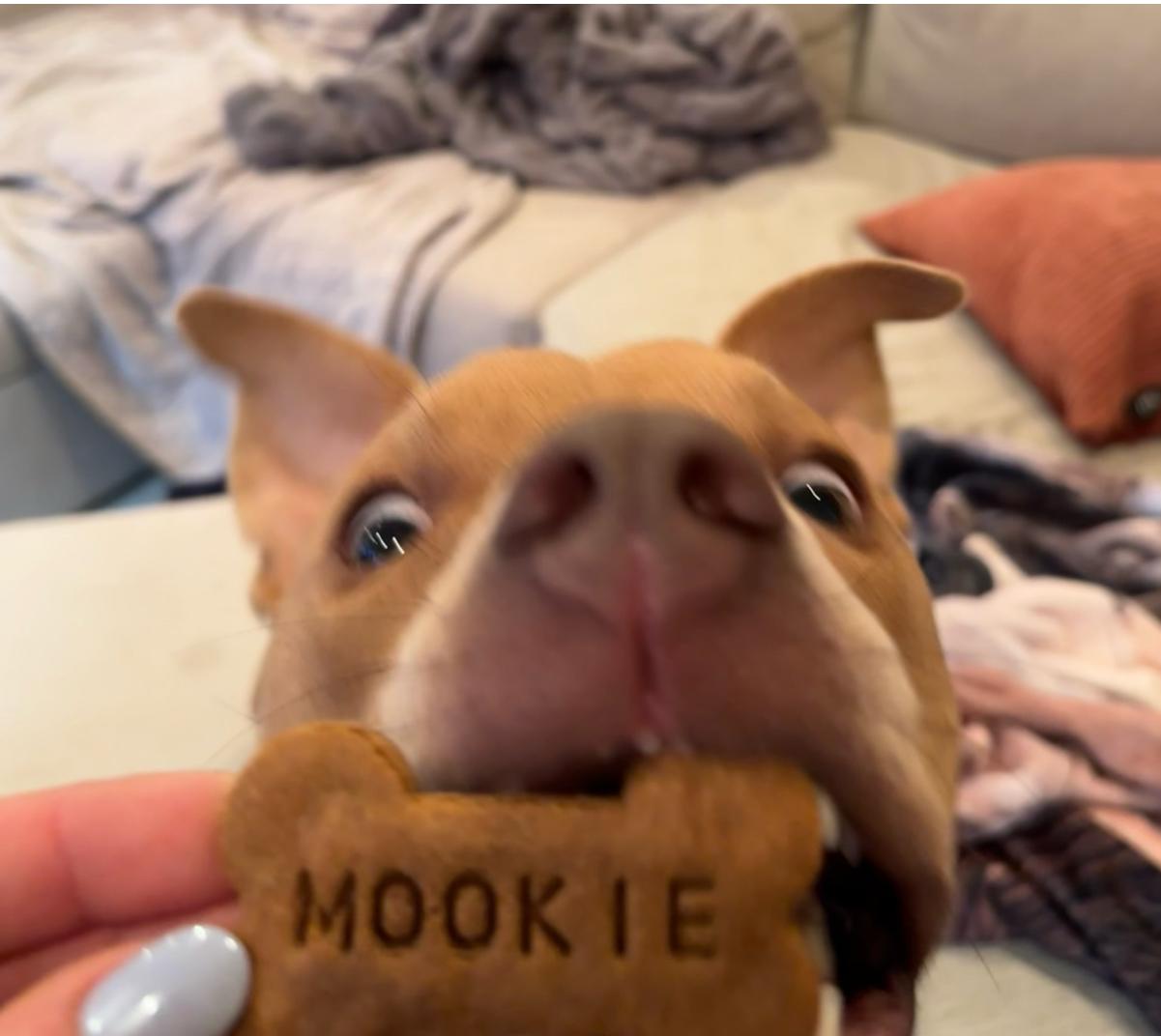 Mookie, a Adopted mixed breed in Ridgewood , NJ image 1/6