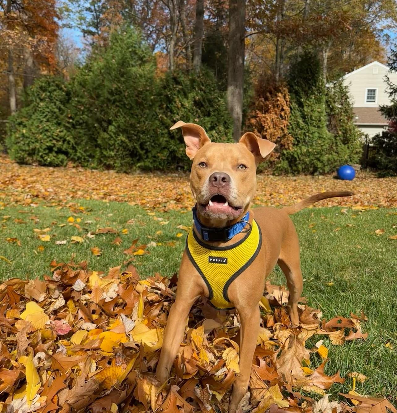 Mookie, a Adopted mixed breed in Ridgewood , NJ image 5/6