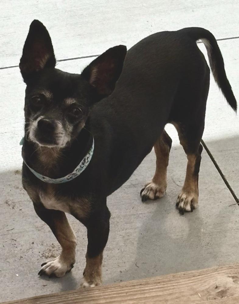 Enlarge Dutton, a Adoptable mixed breed in Winter Garden, FL image 2/4