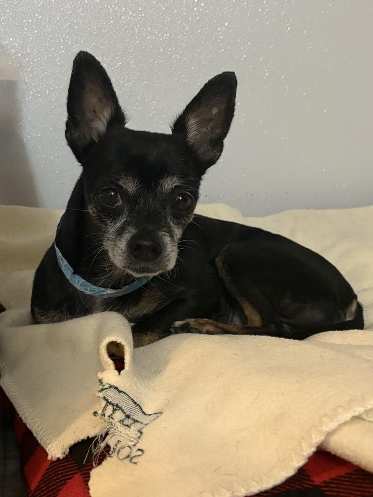 Enlarge Dutton, a Adoptable mixed breed in Winter Garden, FL image 3/4