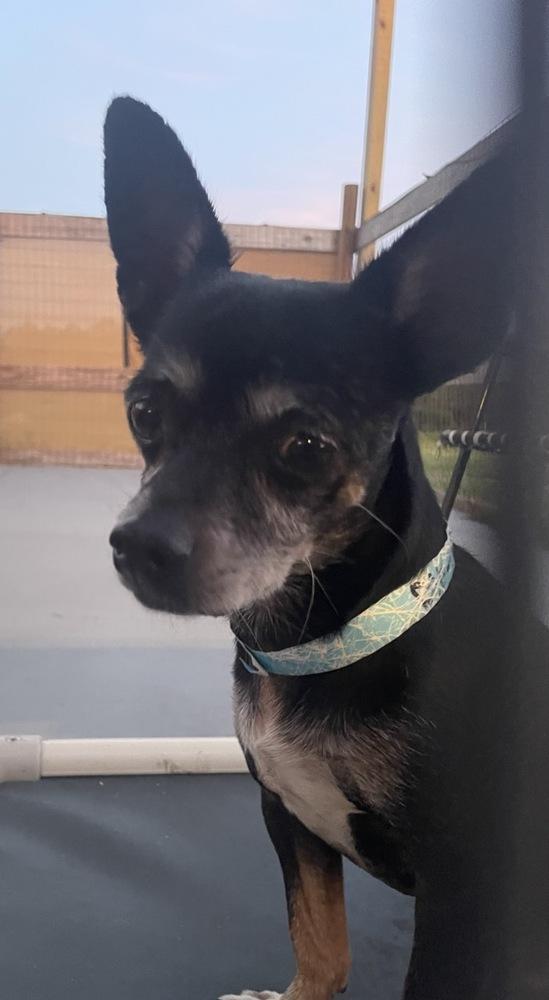 Enlarge Dutton, a Adoptable mixed breed in Winter Garden, FL image 4/4