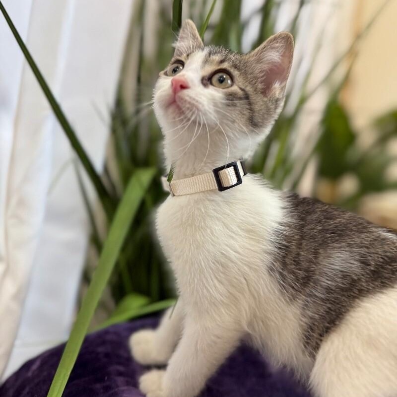 Cat for adoption - Ribbon Hughes, a Tabby & Domestic Short Hair Mix in ...