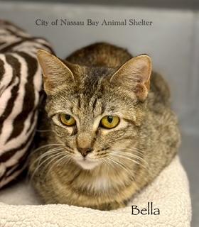 F33-25 Bella