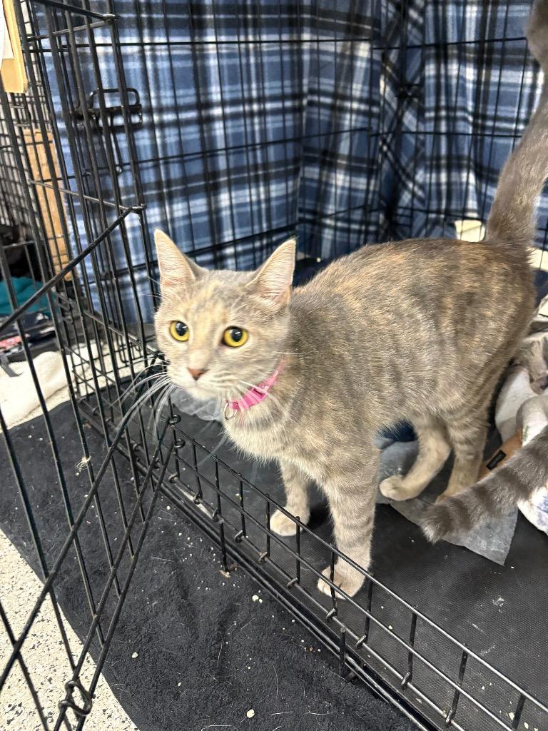 Screech, Adoptable, Adult Female Domestic Short Hair.