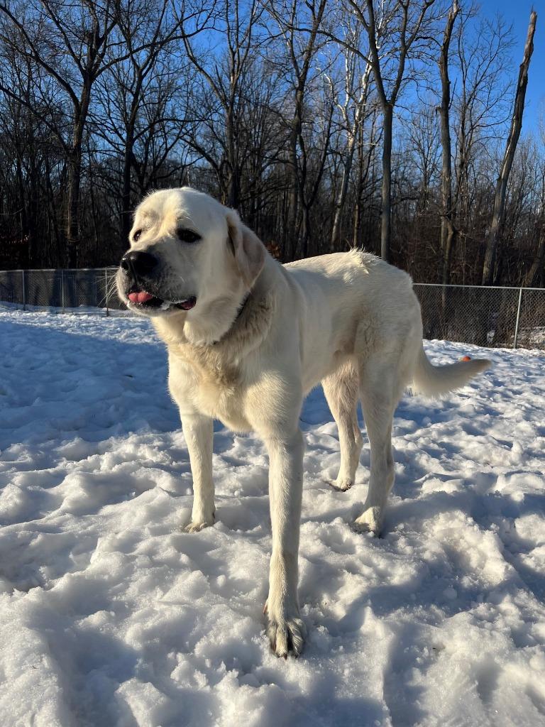 ROWEN, Adoptable, Adult Male Great Pyrenees & Labrador Retriever.