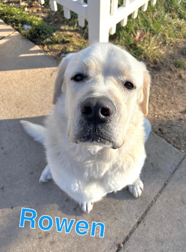 ROWEN, Adoptable, Young Male Great Pyrenees & Labrador Retriever.