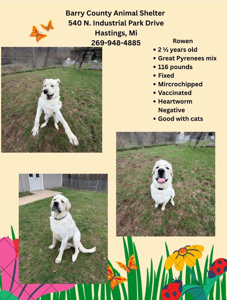 Enlarge ROWEN, a Adoptable mixed breed in Hastings, MI image 4/6