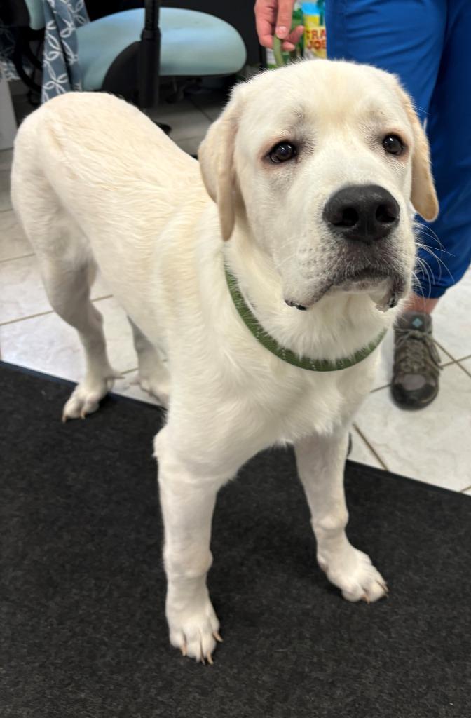 ROWEN, a Adoptable mixed breed in Hastings, MI image 3/6