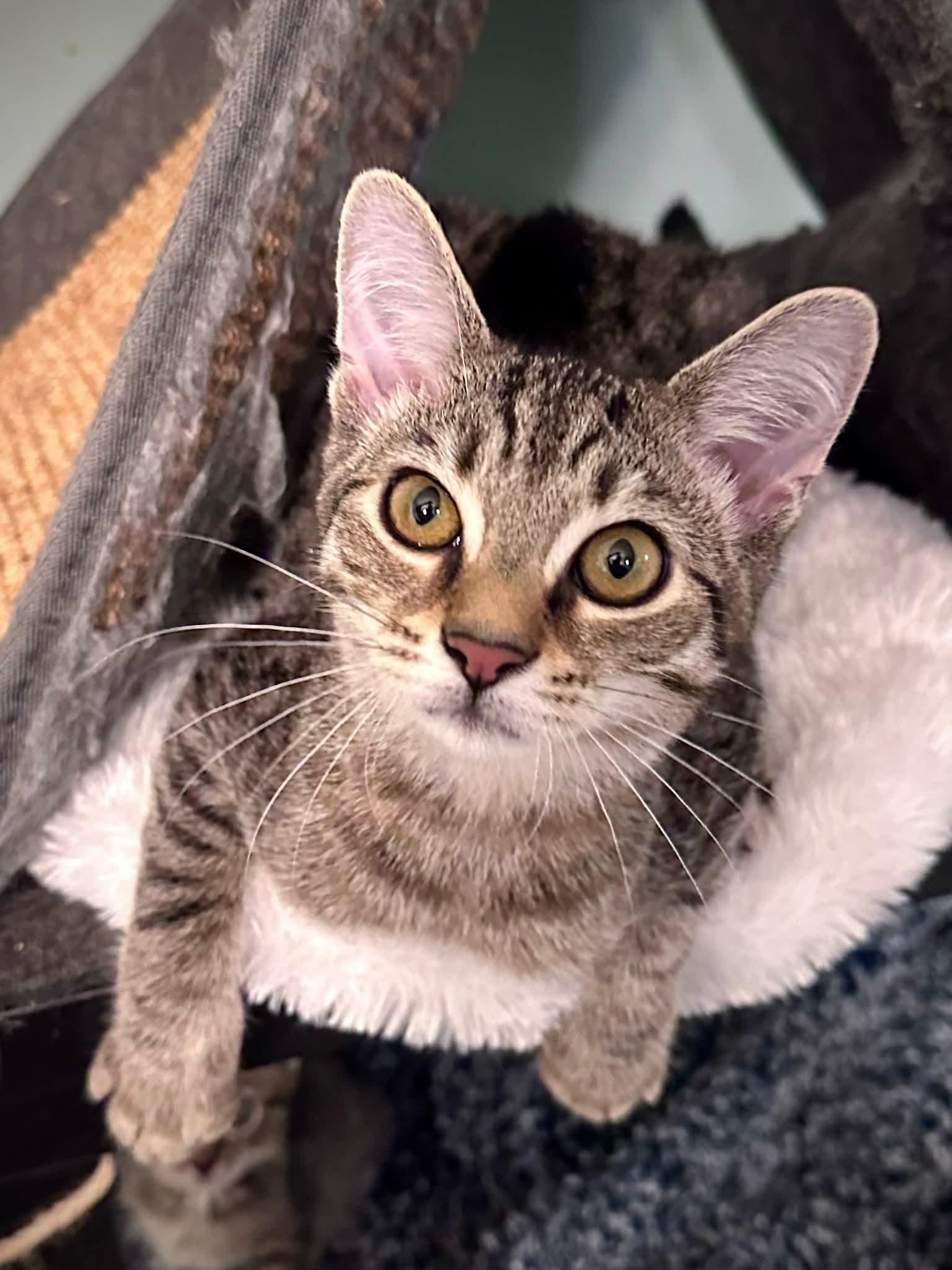 Enlarge Batgirl, a Adoptable Domestic Short Hair in Carnegie, PA image 1/6