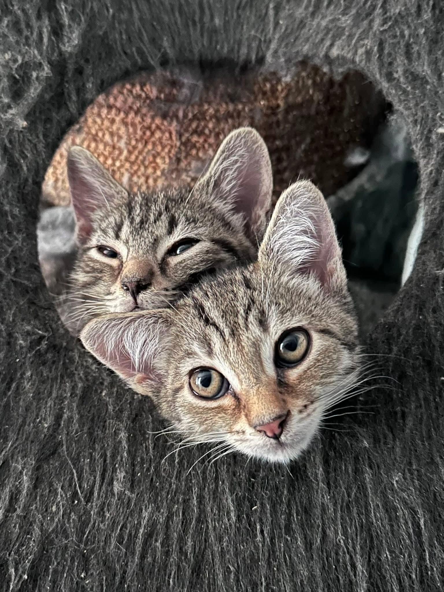 Enlarge Batgirl, a Adoptable Domestic Short Hair in Carnegie, PA image 2/6