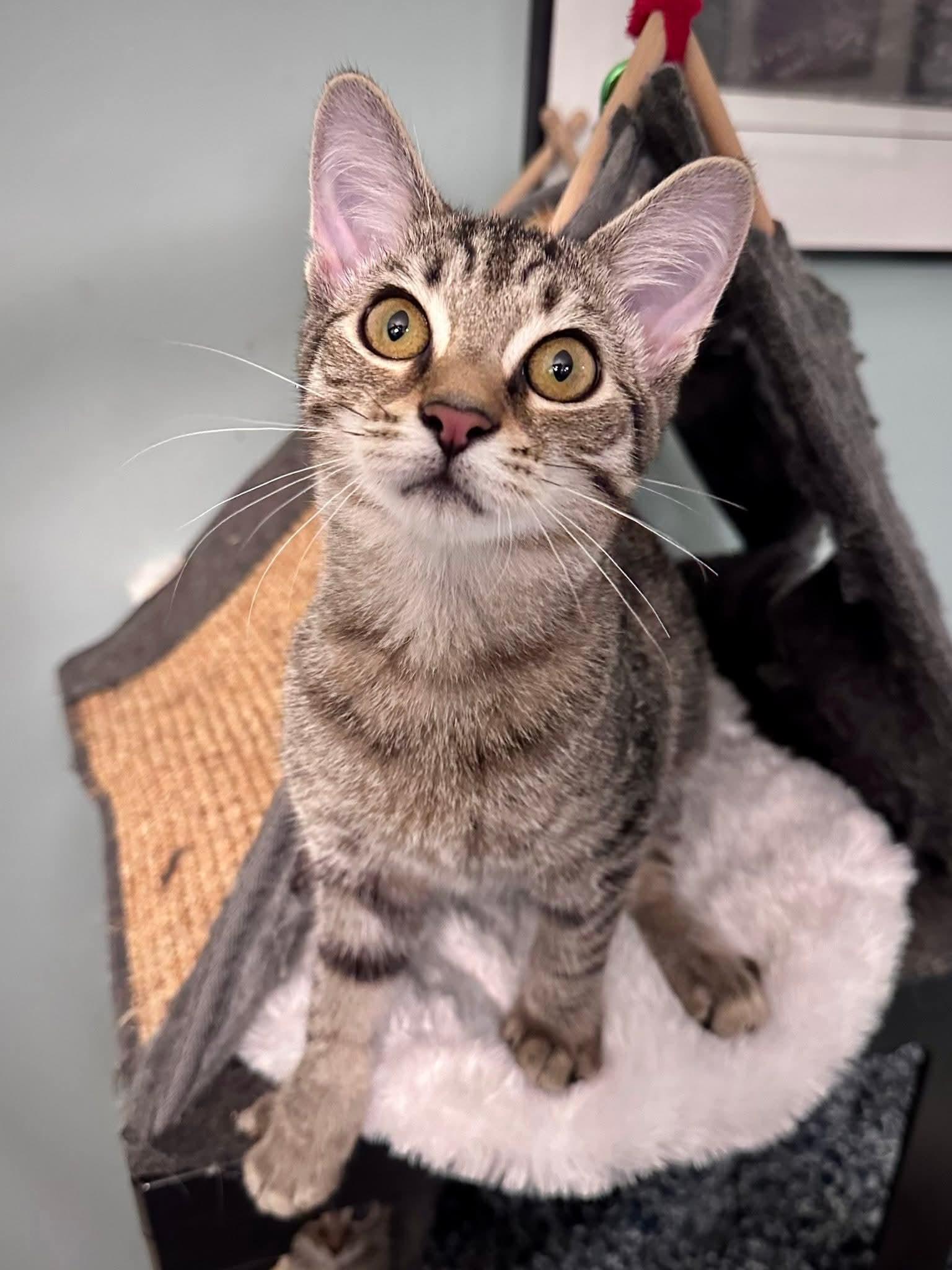 Enlarge Batgirl, a Adoptable Domestic Short Hair in Carnegie, PA image 3/6