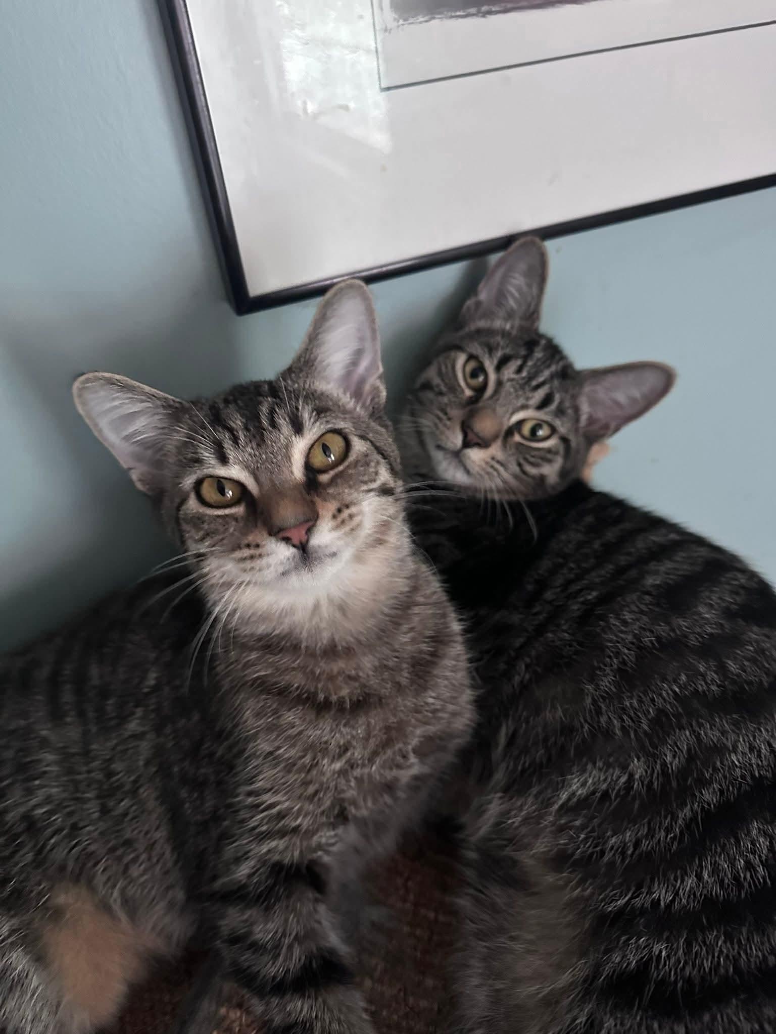 Enlarge Batgirl, a Adoptable Domestic Short Hair in Carnegie, PA image 4/6