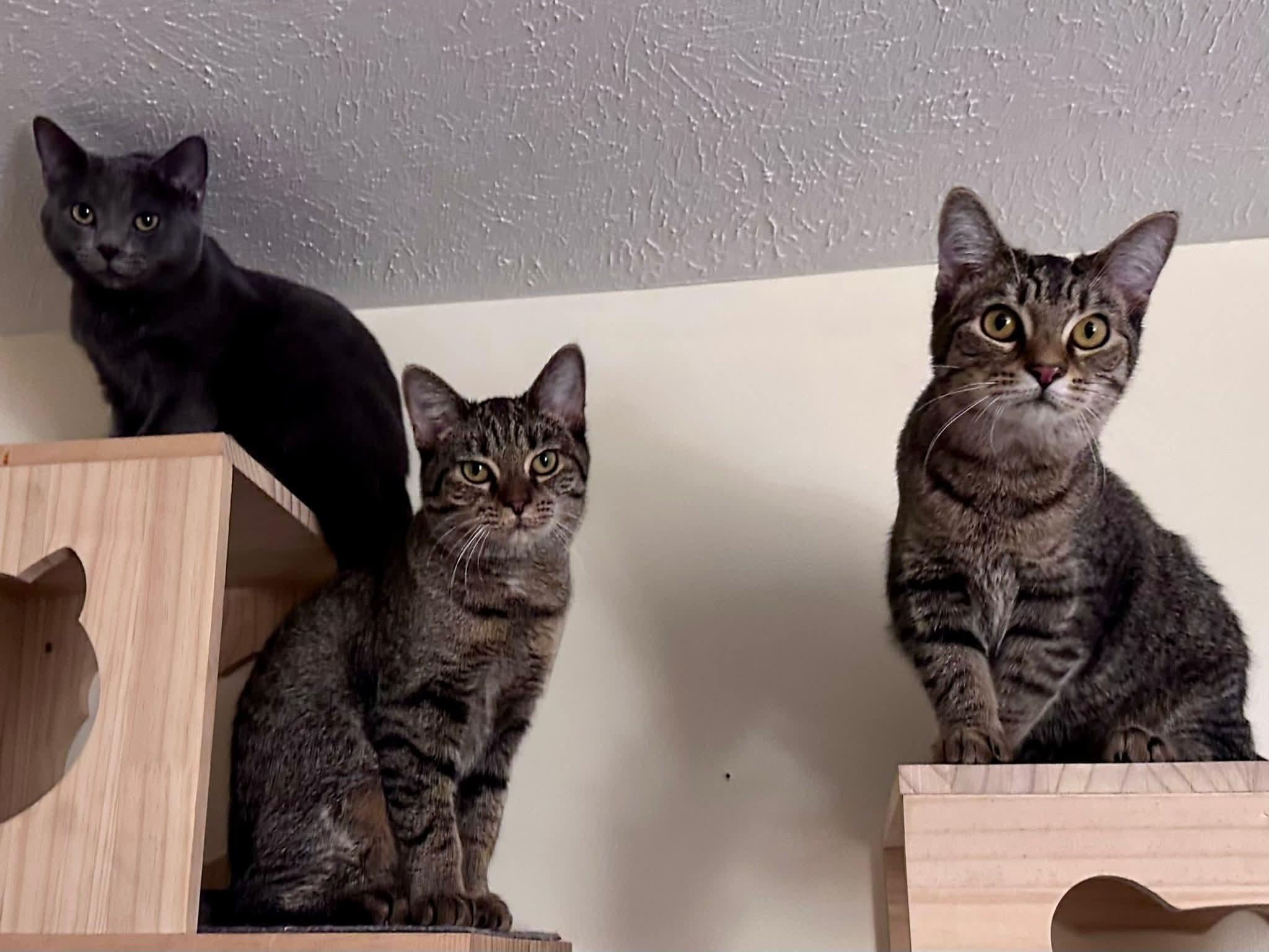 Enlarge Batgirl, a Adoptable Domestic Short Hair in Carnegie, PA image 5/6