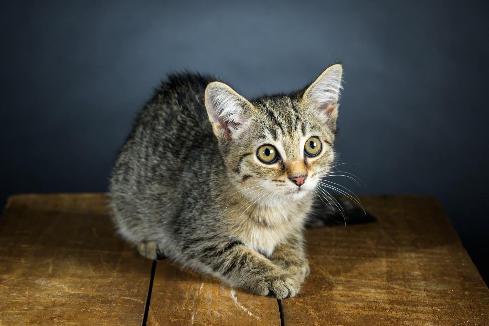 Enlarge Batgirl, a Adoptable Domestic Short Hair in Carnegie, PA image 6/6