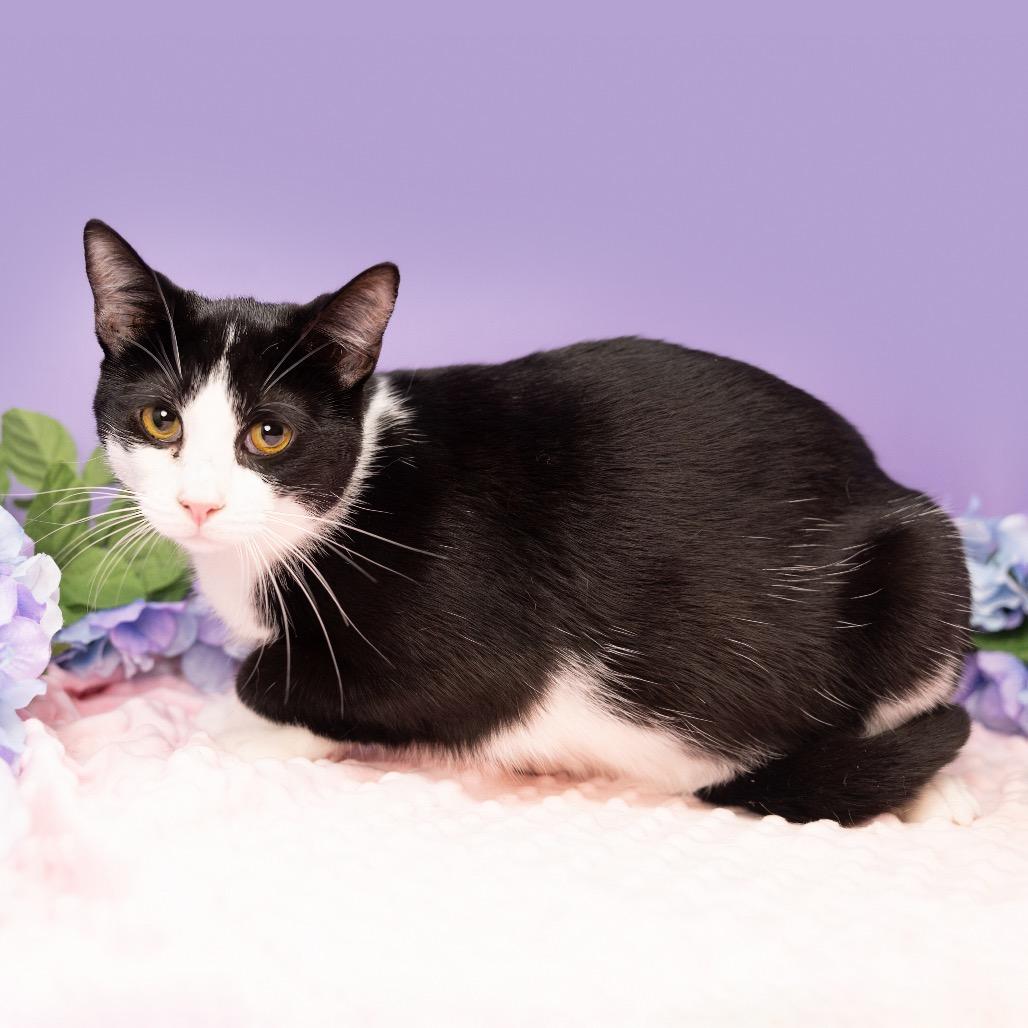 Liam, a Adoptable Domestic Short Hair in Durham, NC image 1/2