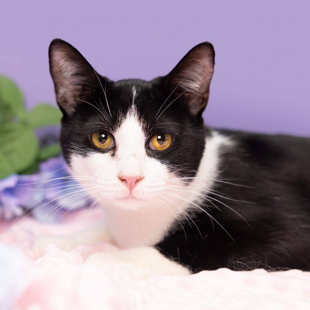 Liam, a Adoptable Domestic Short Hair in Durham, NC image 2/2