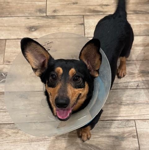 Enlarge Zayne, an adoptable mixed breed in Palatine, IL image 4/6