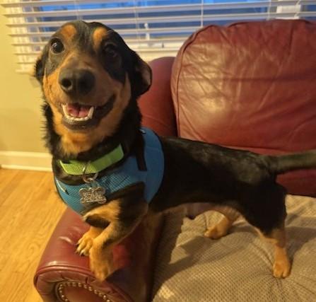 Enlarge Zayne, an adoptable mixed breed in Palatine, IL image 3/6