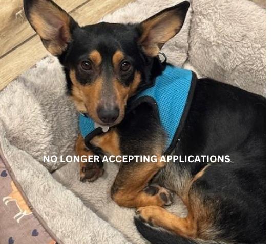 Zayne, adoptable, Adult Male Corgi & Mixed Breed.