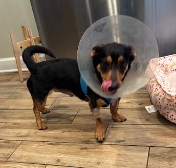 Enlarge Zayne, an adoptable mixed breed in Palatine, IL image 6/6