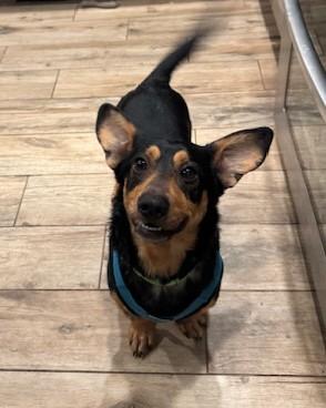 Enlarge Zayne, an adoptable mixed breed in Palatine, IL image 2/6