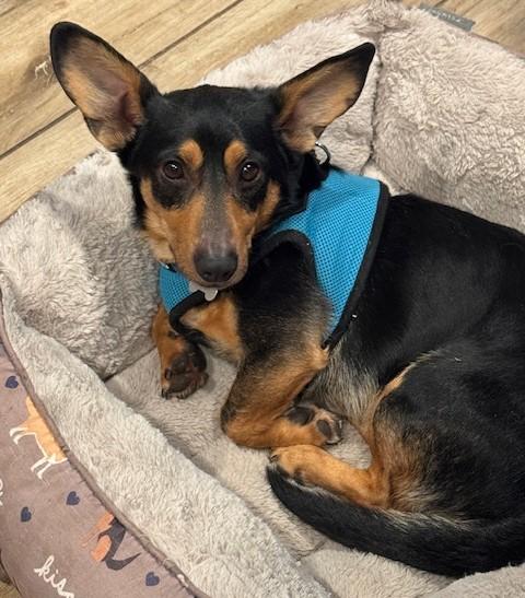 Enlarge Zayne, an adoptable mixed breed in Palatine, IL image 1/6