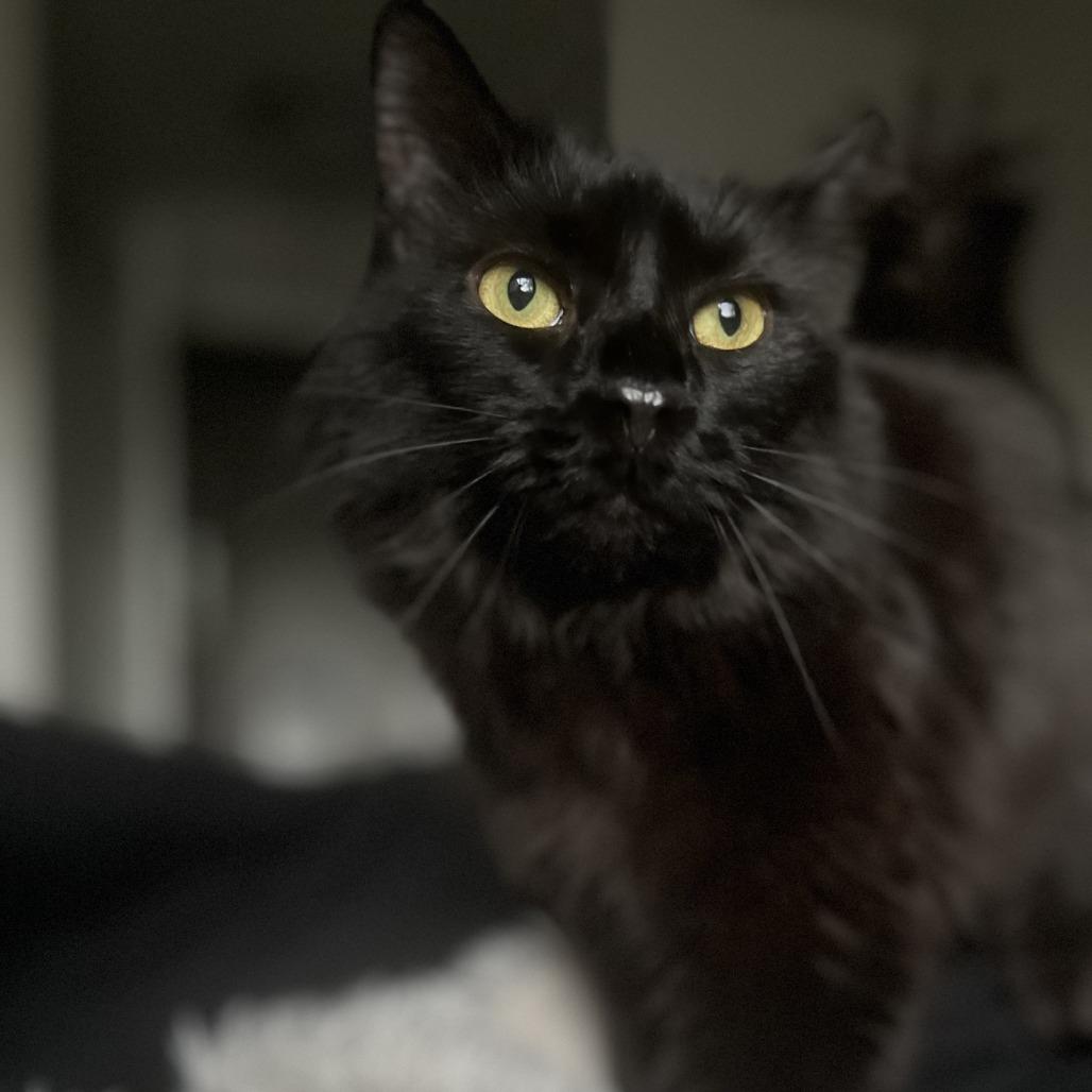 Pepper, Adoptable, Adult Female Domestic Short Hair.