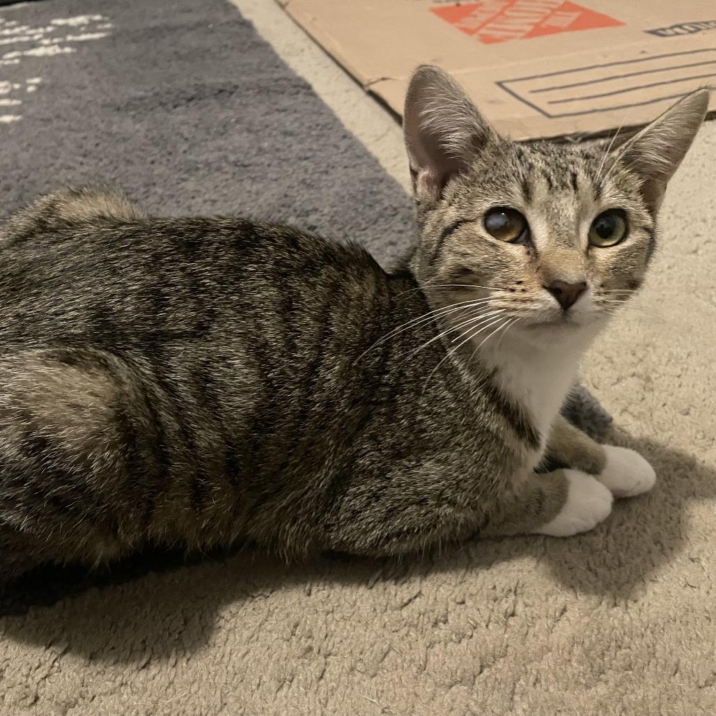 Sylvie, Adoptable, Young Female Domestic Short Hair.