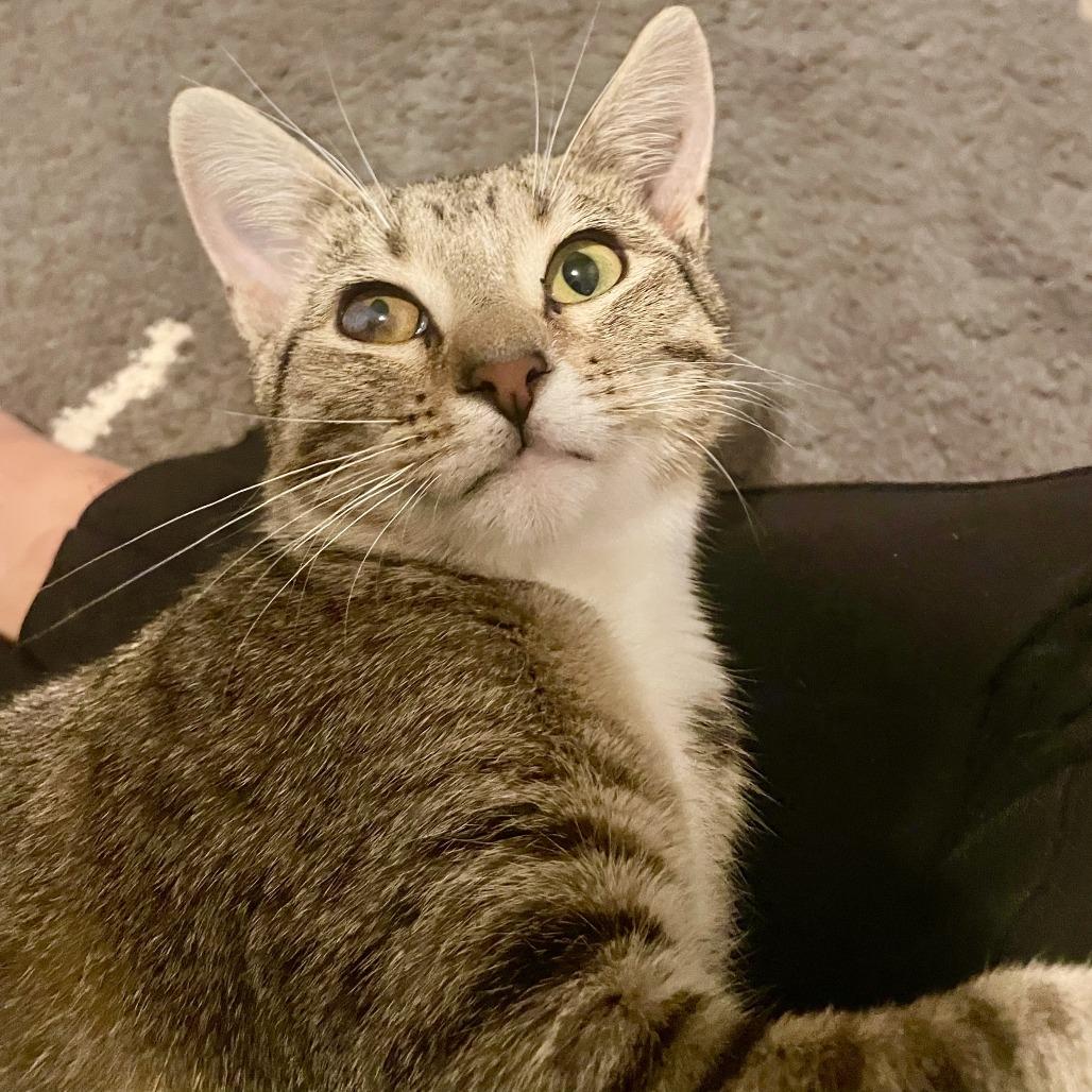 Sylvie, a Adoptable Domestic Short Hair in St. Paul, MN image 2/6