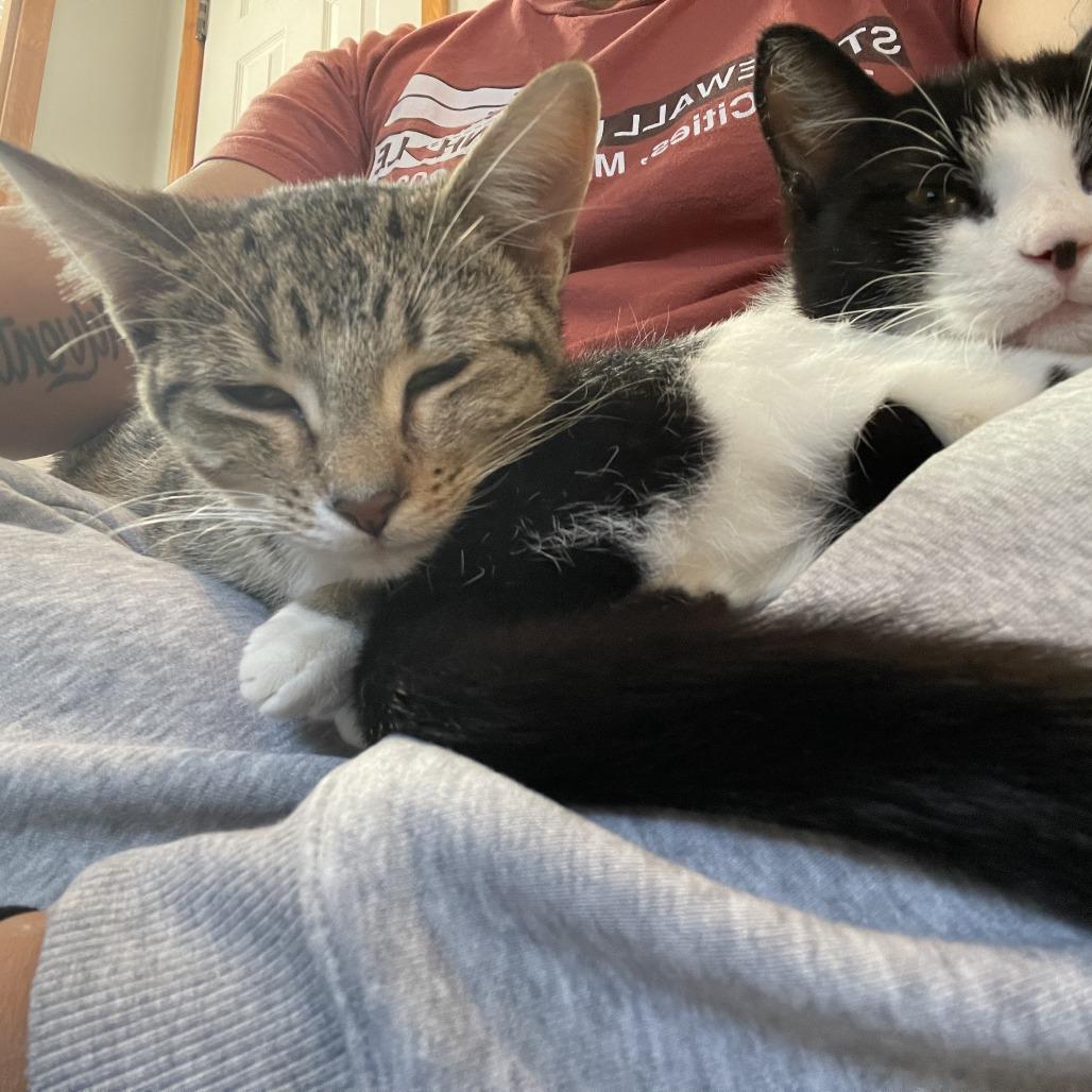 Sylvie, a Adoptable Domestic Short Hair in St. Paul, MN image 4/6