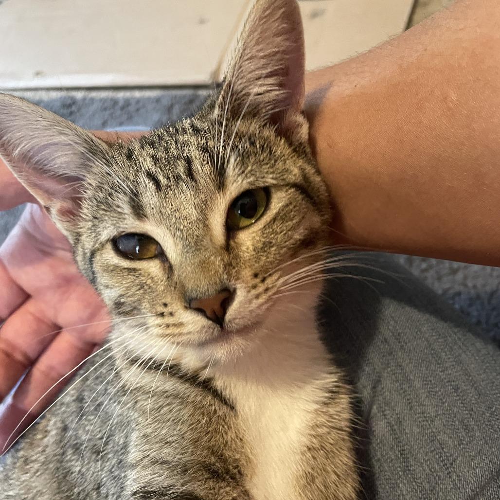 Sylvie, a Adoptable Domestic Short Hair in St. Paul, MN image 5/6