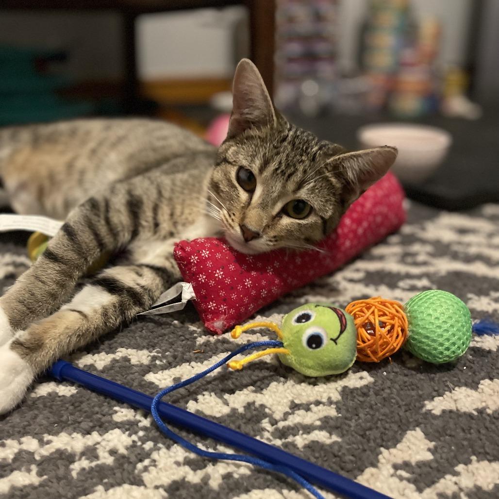 Sylvie, a Adoptable Domestic Short Hair in St. Paul, MN image 6/6