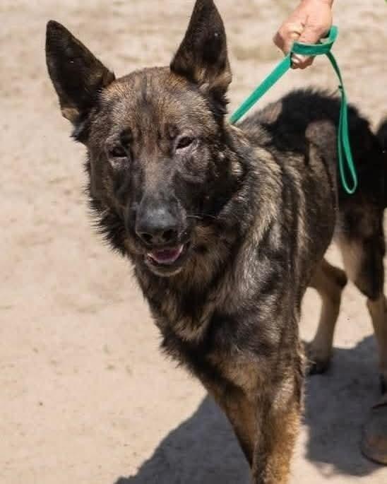 Enlarge Nitro, a Adoptable German Shepherd Dog in Marianna, FL image 1/1